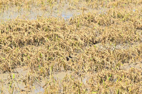 திருகோணமலை விவசாயிகளுக்கு 1,001 மில்லியன் ரூபா நஷ்ட ஈடு வழங்கிவைப்பு | 1001 Million As Compensation To Farmers