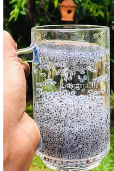 කසකසා ඇට ගැන ඔබ මේ දේවල් දැන සිටියාද? | Did You Know These Things About Pumpkin Seeds