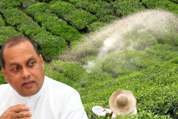 மானிய விலையில் தேயிலை உரம் வழங்க விவசாய அமைச்சு தீர்மானம் ! கைச்சாத்திடப்படவுள்ள ஒப்பந்தம்