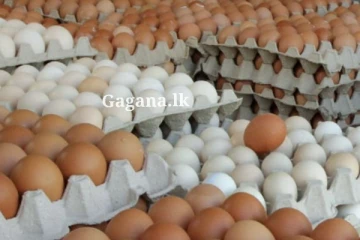 බිත්තර සම්බන්ධයෙන් ඇසෙන අලුත්ම ආරංචිය.