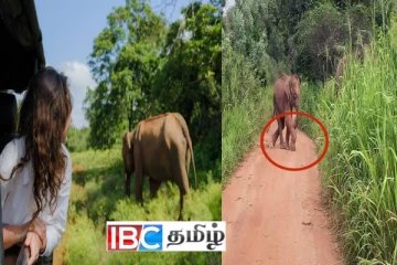 வலியால் துடிக்கும் குட்டி யானை : அவசர உதவி கோரும் சுற்றுலா பயணிகள்
