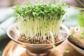 வெந்தயத்தை முளைக்கட்ட வைத்து சாப்பிட்டால் ​நீரிழிவு நோயாளிகளின் உடலில் நடக்கும் அற்புதங்கள்!