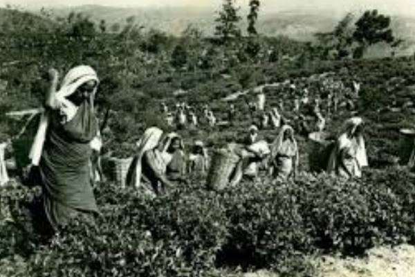 மலையக மக்களை சிதைக்க பெரும் முயற்சி: அருட்தந்தை மா.சத்திவேல் குற்றச்சாடட்டு | North Eastern Highlands Let Reverend Satthivel மலையக மக்களை சிதைக்க பெரும் முயற்சி: அருட்தந்தை மா.சத்திவேல் குற்றச்சாடட்டு | North Eastern Highlands Let Reverend Satthivel