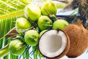 ඉන්දියාවෙන් පොල් ලංකාවට ගෙනෙයි..පොල් ගැන රටටම සුබ ආරංචියක්.!