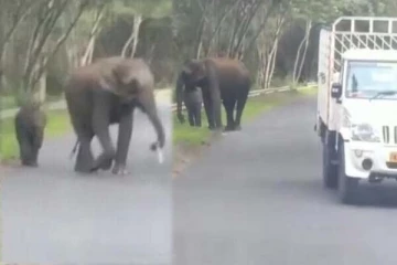 வாகன ஓட்டிகளை நடுநடுங்க வைத்த யானை: குட்டியுடன் செய்த அட்டகாசம்