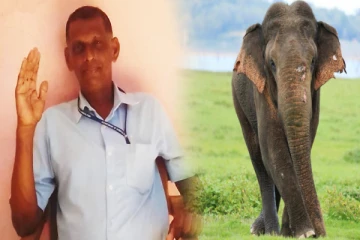 காட்டு யானை தாக்கி உயிரிழந்த திருக்கோவில் பிரதேச அமைப்பாளர்