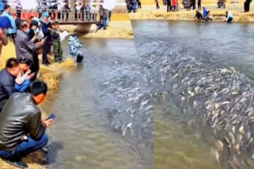 என்னது மீன்கள் உறங்குமா? நம்பமுடியாத அதிசய காட்சி இதோ