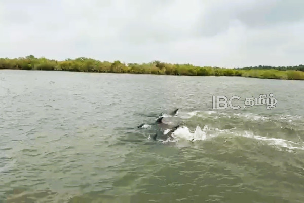 தமிழர் பிரதேச கடற்கரையில் கூட்டமாக கரை ஒதுங்கிய டொல்பின்கள் | Mannar Dolphin Issue தமிழர் பிரதேச கடற்கரையில் கூட்டமாக கரை ஒதுங்கிய டொல்பின்கள் | Mannar Dolphin Issue