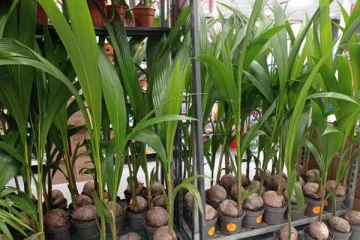 பிரித்தானிய கடைகளில் விற்பனைக்கு வைக்கப்பட்டுள்ள தென்னம் கன்றுகள்!