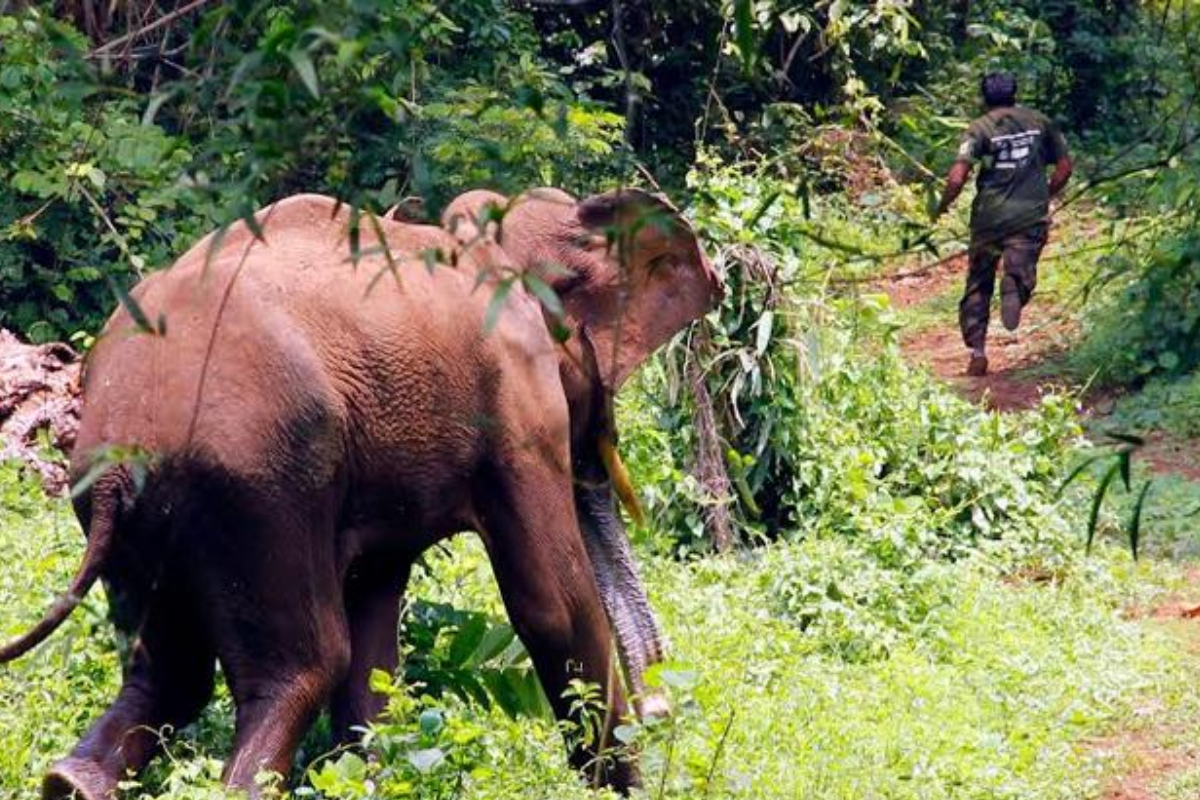 காட்டு யானை தாக்கி வயோதிபர் உயிரிழப்பு | Person Dies After Attacked By A Wild Elephant