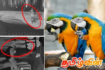 தெஹிவளை மிருகக்காட்சிசாலையில் இருந்து விலை உயர்ந்த கிளி திருட்டு