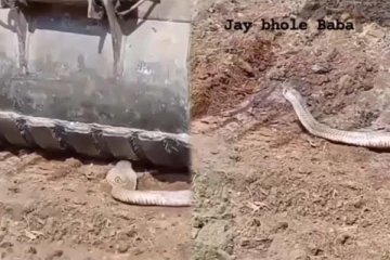 பாம்பின் பதற வைக்கும் வைரல் வீடியோ! நொடிக்கு நொடி உயிர் பிழைத்த அதிசயம்