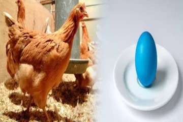 மக்களிடையே பெரும் ஆச்சரியத்தை ஏற்படுத்திய கோழி முட்டை