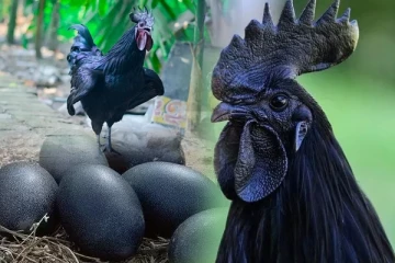 கடக்நாத் கோழி பற்றி தெரியுமா? பல நோய்களுக்கு மருந்தாகும் அற்புத இறைச்சி