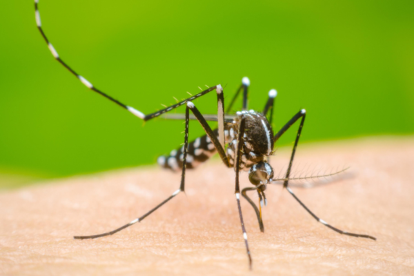 இலங்கையில் ஒரே வாரத்தில் இத்தனை டெங்கு நோயாளர்களா! | So Many Dengue Patients In Sri Lanka Week May