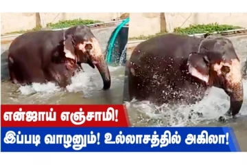 என்ஜாய் என்சாமி! இப்படி வாழணும்! உல்லாசத்தில் அகிலா!