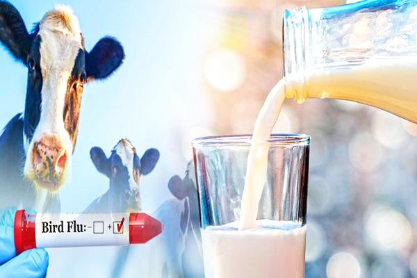 அமெரிக்காவில் பசும் பாலுக்கு தடை விதிப்பு - தமிழ்வின்