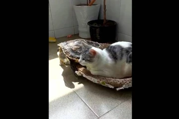 பூனையின் படுக்கையை கைப்பற்றி கெத்தாக போஸ் கொடுத்த ஆமை! அந்த கூத்தை நீங்களே பாருங்க..