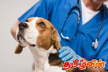 கால்நடை வைத்திய நிபுணர்களுக்கும் பற்றாக்குறை