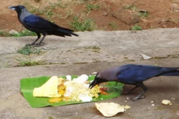 ஆடி அமாவாசையில் காகத்திற்கு உணவு வைக்காது சாப்பிடக்கூடாது; ஏன் தெரியுமா!