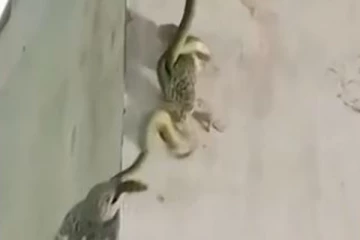 இரையாக்க நினைத்த பாம்புடன் மோதும் பல்லி! சண்டையில் ஜெயித்தது யார் தெரியுமா?