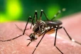 டெங்கு நோயாளர்களின் எண்ணிக்கையில் முன்னேற்றம்!