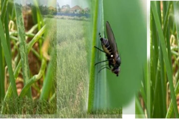 யாழில் வெங்காய இலை சுரங்க மறுப்பி தாக்கம் (Photos)