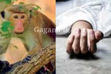 රිලව් එලවන්න කළ වැඩක් නිසා පාසැල් සිසුවකුට දිවි අහිමි වී ගිය ඒ සංවේදී පුවත..