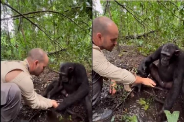 உதவி செய்தவருக்கு நன்றி செலுத்தும் சிம்பன்சி: நெகிழ்ச்சியான காட்சி...