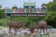 ஆலயம் வரும் பக்தர்ககளால் குவிந்த பிளாஸ்டிக் குப்பைகள் ; மரைகளுக்கு பெரும் அச்சுறுத்தல்
