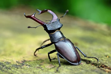 குப்பையில் வளரும் இந்த வண்டு BMW, Audi கார்களை விட விலை அதிகம்.. ஏன் தெரியுமா?