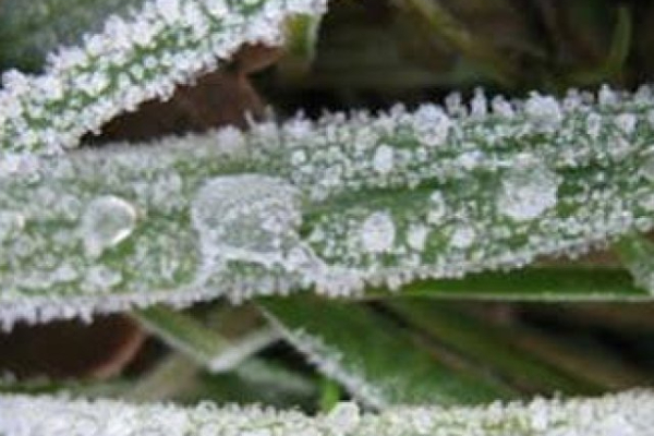 நாட்டின் மிகக்குறைந்த வெப்பநிலை நுவரெலியாவில் பதிவு | Lowest Temperature Recorded In Nuwara Eliya