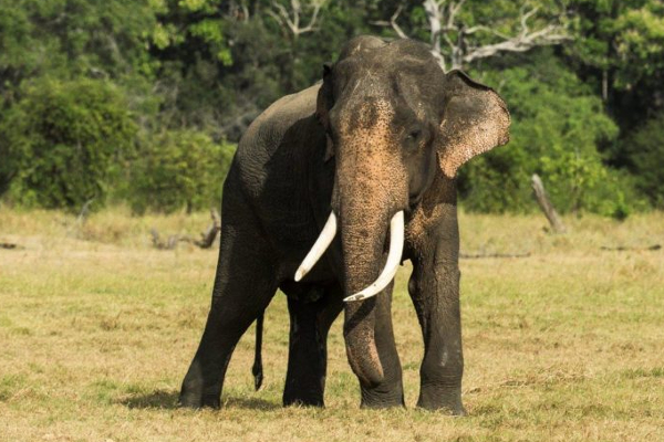 இராணுவ வீரரை காவுவாங்கிய யானை! | The Elephant Who Captured The Soldier
