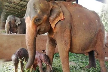 இரட்டை யானை குட்டிகளை நீராட அழைத்து சென்றமைக்கு கண்டனம்