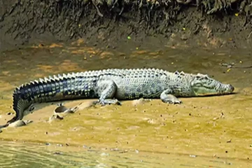 வெள்ளவத்தை, தெஹிவலை கடற்பரப்பில் ஏற்பட்டுள்ள ஆபத்து!