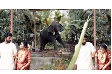 தம்பதி நடத்திய போட்டோ ஷூட் - கோபத்தில் தென்னை பட்டையை எடுத்து தூக்கி அடித்த ‘சிங்கிள்' யானை...!