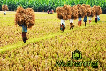 நெல் கொள்வனவு தொடர்பில் அரசாங்கத்திற்கு எழுந்துள்ள சிக்கல்