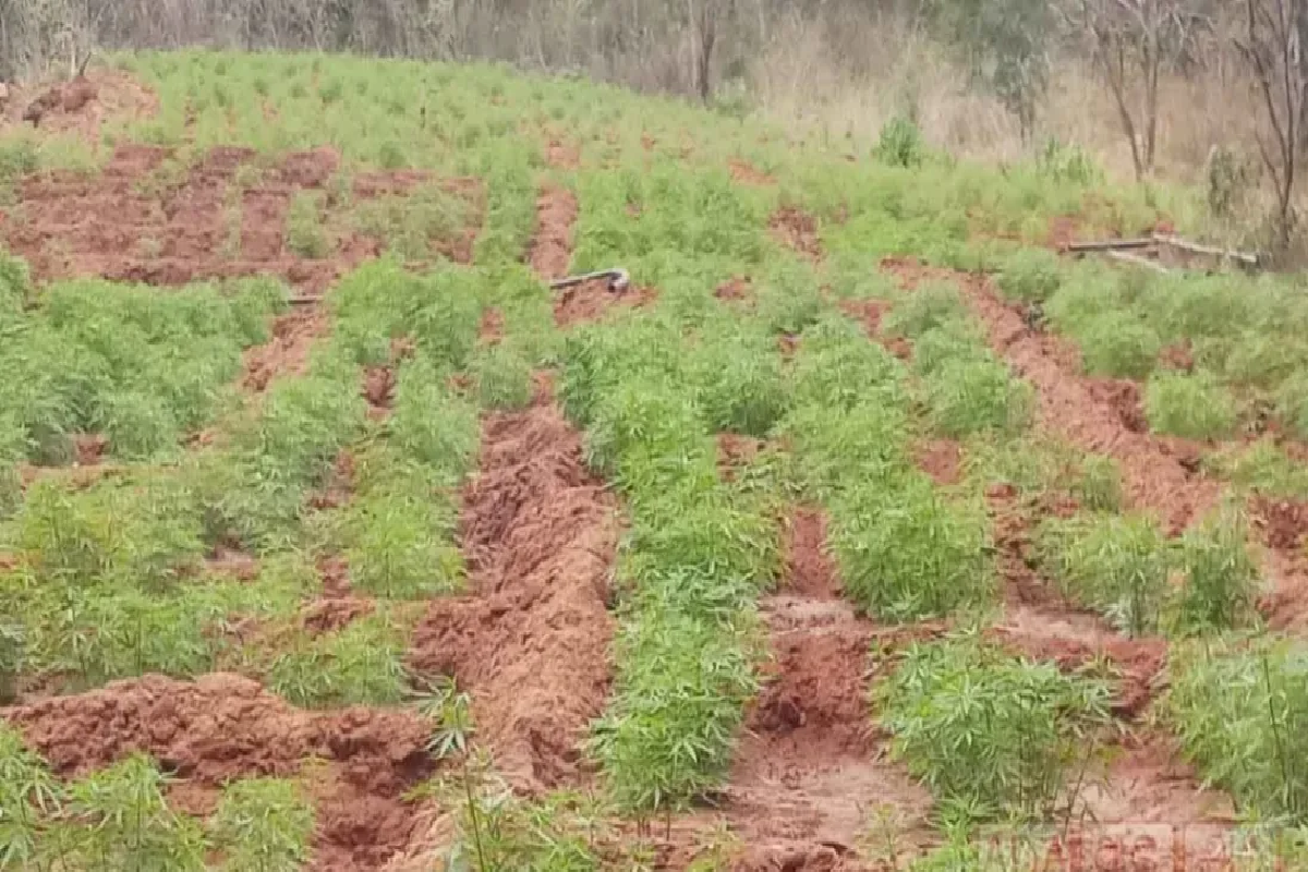 முற்றுகையிடப்பட்ட கஞ்சா தோட்டம் ; தீவிரமாகும் விசாரணை | Cannabis Plantation Raided
