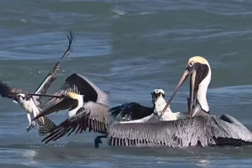 Viral Video: கழுகின் கழுத்தைப் பிடித்த பெலிகான் பறவை... இறுதியில் என்ன நடந்தது தெரியுமா?