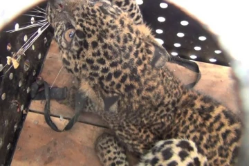 வீட்டில் சிக்கிய சிறுத்தைப்புலி் பாதுகாப்பாக மீட்பு (VIDEO)