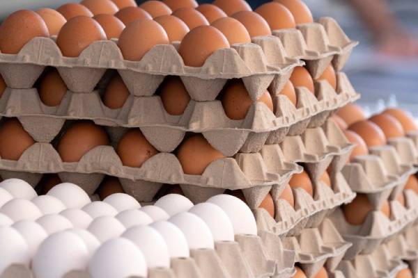 முட்டை விலை தொடர்பில் வெளியான மகிழ்ச்சி தகவல் | Egg Price Down In Sri Lanka