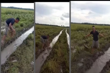 நீந்திச் சென்ற மலைப்பாம்பு தலையை கையில் பிடித்த நபர் - அதிர்ச்சி வீடியோ