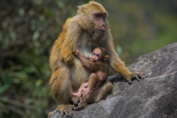 யாழில் குரங்குகளை சுட துப்பாக்கி வழங்கிய எம்.பி