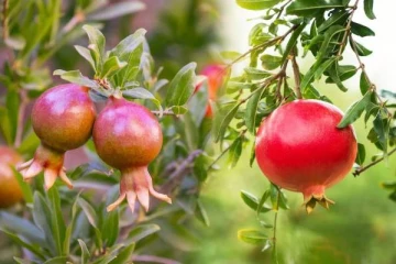 மருத்துவ குணம் நிறைந்த மாதுளை பழம்
