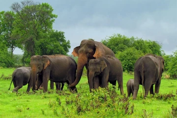 காட்டு யானைகளின் ஆக்கிரமிப்பு ; மட்டக்களப்பிற்கு படையெடுத்த காட்டுயானைகள்