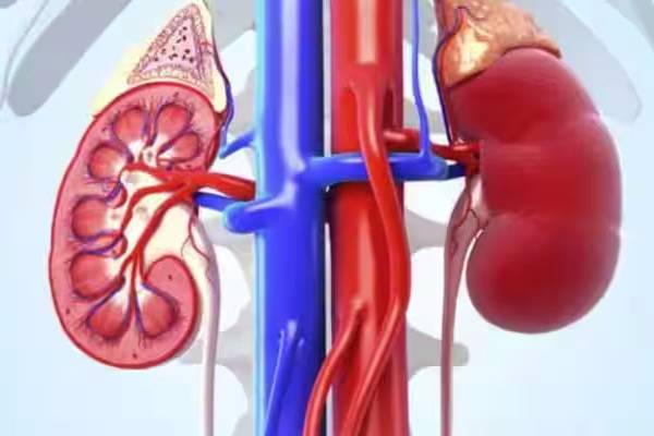 அமைதியான சிறுநீரக சிதைவு - உலகளவில் 800 மில்லியன் மக்கள் பாதிப்பு... என்ன செய்யலாம்? | Silent Kidney Disease 800 Million People Affected அமைதியான சிறுநீரக சிதைவு - உலகளவில் 800 மில்லியன் மக்கள் பாதிப்பு... என்ன செய்யலாம்? | Silent Kidney Disease 800 Million People Affected