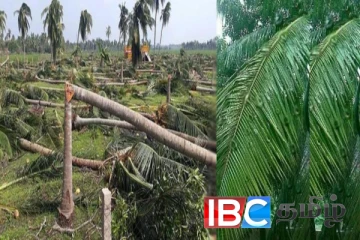 அழிக்கப்படவுள்ள 5000 தென்னை மரங்கள் : அதிகாரிகளுக்கு பறந்த உத்தரவு