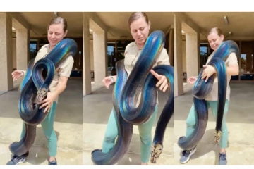 ஆத்தாடி... நீல நிறத்தில் மின்னும் ராட்சத பாம்பை அசால்ட்டா தூக்கி கொஞ்சும் பெண் - வைரல் வீடியோ