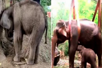 தாயை பிரிந்து முகாமில் தவித்த குட்டி யானை - வனத்துறை வெளியிட்ட சோக செய்தி!