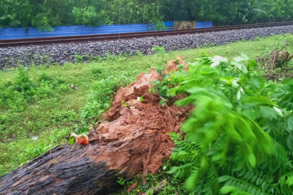 யாழிலும் ஆட்டம் காட்டும் Ditwah புயல்; பலத்த காற்றுடன் அதிகரித்த மழை | Cyclonic Storm Ditwa Jaffna யாழிலும் ஆட்டம் காட்டும் Ditwah புயல்; பலத்த காற்றுடன் அதிகரித்த மழை | Cyclonic Storm Ditwa Jaffna